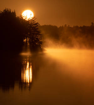 Fondo de pantalla de sol dorado en bosque brumoso — Galaxy Z Fold Fondos de pantalla