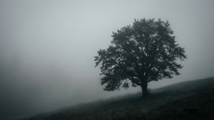 Silueta de un árbol solitario en la niebla gris, fondo de pantalla atmosférico y tranquilo.