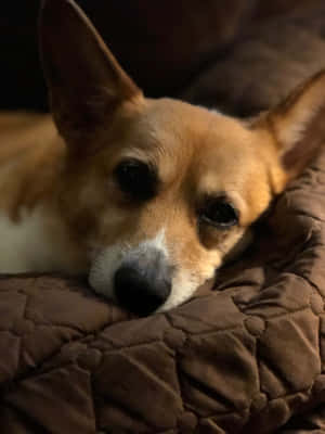 Imágenes graciosas de Corgi — iPad Pro 13 Fondos de pantalla