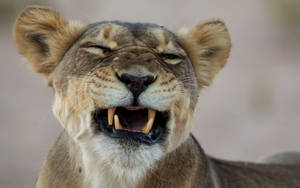 Fondo de pantalla de Sonrisa de León Tierno — León Fondos de pantalla