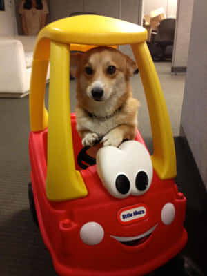 Imágenes Divertidas de Corgi — iPad Air 13 Fondos de pantalla