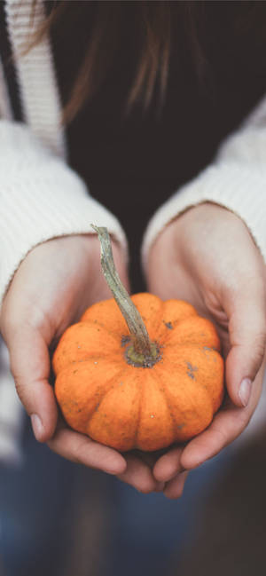 Holding A Little Pumpkin For Thanksgiving iPhone — iPhone 17e Fondos de pantalla