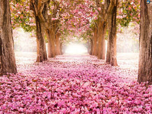 Fondo de Pantalla de Suelo Cubierto de Flores de Cerezo