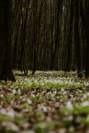 Fondo de pantalla de Suelo de Bosque Verde