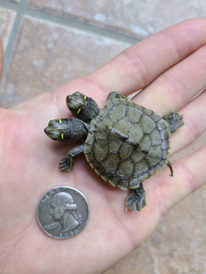 Tamaño de la Tortuga Mapa Falsa de Dos Cabezas — Tortuga genial Fondos de pantalla
