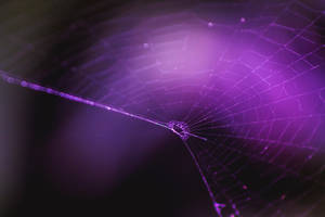 Telaraña en un fondo púrpura brillante con reflejos wallpaper.