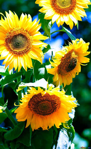 Teléfono Girasol — Honor Pad 20 Pro Fondos de pantalla