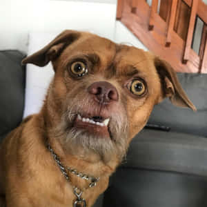Fotos Divertidas de Mascotas — iPad 10.ª generación Fondos de pantalla