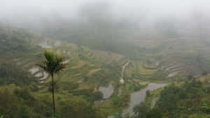 Terrazas de arroz de Banaue con niebla en Filipinas