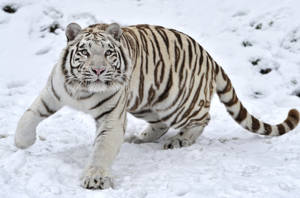 Fondo de pantalla de tigre blanco caminando sobre la nieve