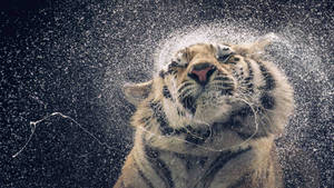 Fondo de pantalla 4K de un gran tigre sacudiéndose el agua.