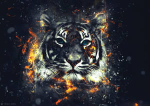 Fondo de pantalla de arte digital de tigre en llamas sobre fondo negro