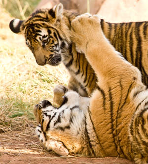 Tigres Jugando a Pelear iPhone — Motorola Razr Fold Fondos de pantalla