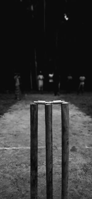 Fondo de pantalla de tocón de madera de críquet en escala de grises — iPhone 15 Pro Max Fondos de pantalla