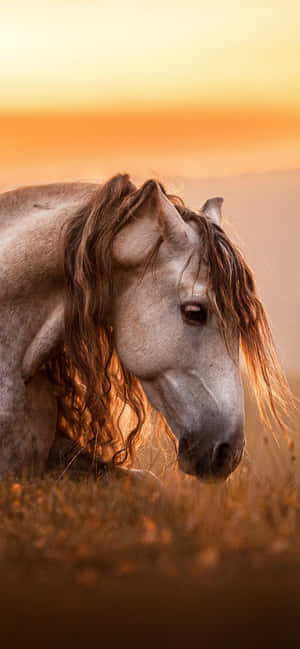Hermoso Caballo iPhone — Galaxia A17 Fondos de pantalla