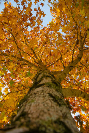 Imágenes estéticas de otoño — Estética otoño Fondos de pantalla