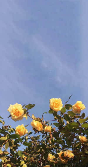 Tonos Amarillos Estéticos - Un Equilibrio Delicado — Estético Amarillo Fondos de pantalla