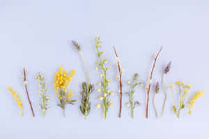 Tonos Dorados de la Belleza Natural — Estético Amarillo Fondos de pantalla