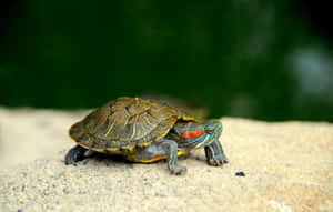 Tortuga adorable y linda — MacBook Pro 16 Fondos de pantalla