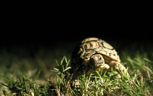 Fondo de Pantalla de Tortuga en la Oscuridad