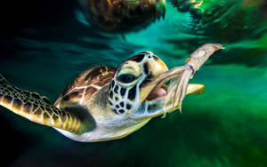 Fondo de pantalla de tortuga genial atrapando calamar — Tortuga linda Fondos de pantalla