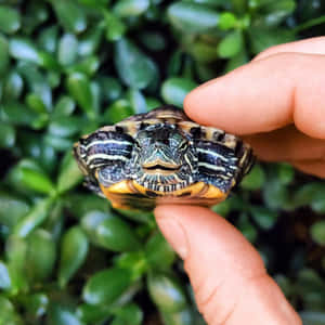 Tortuga Linda y Adorable — Tortuga linda Fondos de pantalla