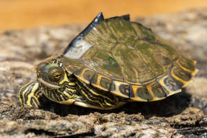 Tortuga mapa de Pascagoula con caparazón puntiagudo — Tortuga genial Fondos de pantalla