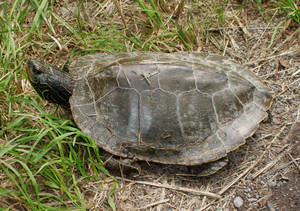Tortuga Mapa del Norte Descansando — Tortuga genial Fondos de pantalla