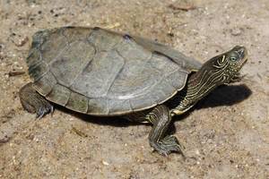 Tortuga mapa falsa caminando sobre el suelo — Tortuga linda Fondos de pantalla