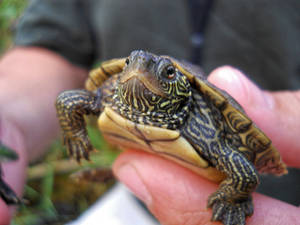 Tortuga mapa pequeña y vibrante tomando el sol — Tortuga linda Fondos de pantalla