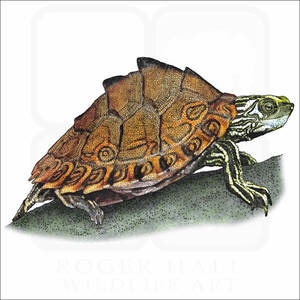 Tortuga Mapache de Pascagoula Tomando el Sol — Tortuga linda Fondos de pantalla