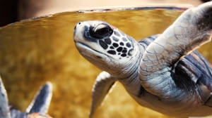 Tortuga marina blanca en primer plano — Tortuga genial Fondos de pantalla