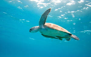 Tortuga Marina Nadando Bajo el Agua — Tortuga genial Fondos de pantalla