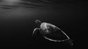 Tortuga Tablet Negra