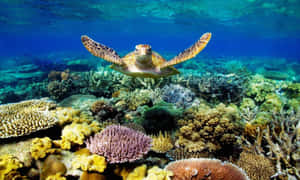Imágenes estéticas del mar — Tortuga genial Fondos de pantalla