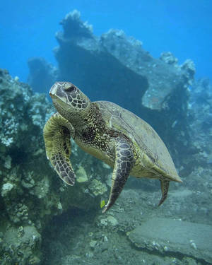 Fondo de pantalla de tortuga verde linda en el océano profundo — Tortuga genial Fondos de pantalla