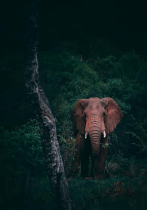 Laptop Elefante — OnePlus Pad 3 Pro Fondos de pantalla