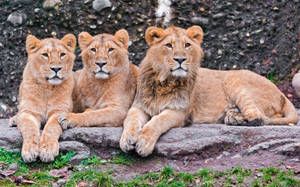 Tres leones sentados lado a lado sobre una piedra observando su entorno en la naturaleza.