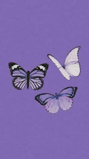 Imágenes estéticas púrpuras — Morado aesthetic GIF Fondos de pantalla