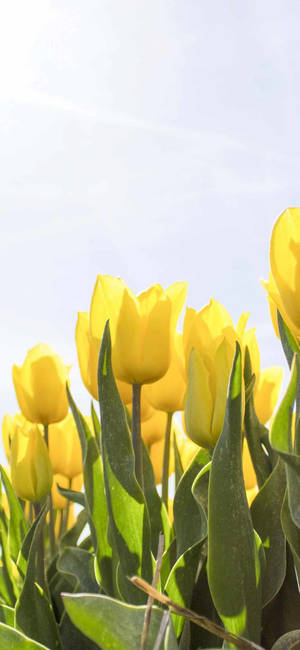 Tulipanes Amarillos Primavera iPhone — iPhone 17e Fondos de pantalla