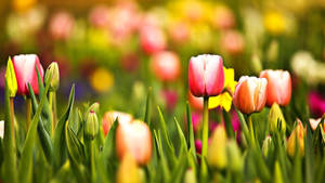 Tulipanes Primaverales Lindos