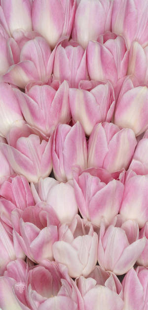 Tulipanes Rosados Floral iPhone