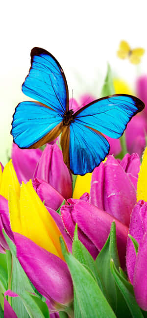 Flores y Mariposas — Galaxia A57 Fondos de pantalla