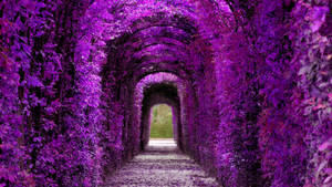 Fondo de pantalla de Túnel de Plantas Estético Violeta — iMac Fondos de pantalla