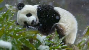 Fondo de Panda — Panda Fondos de pantalla