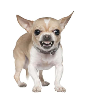 Fondo de chihuahua — Galaxy Z Flip 8 Fondos de pantalla