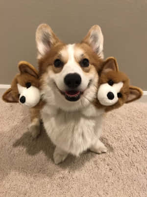 Imágenes Divertidas de Corgis — iPad 9.ª generación Fondos de pantalla