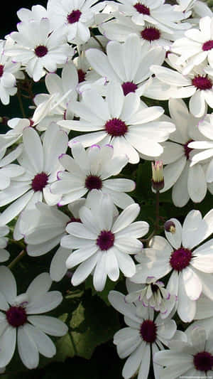 Un auténtico fondo de pantalla para iPhone con una hermosa flor. — Flor iPhone Fondos de pantalla
