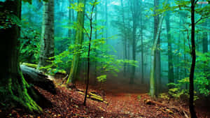 Fondo de bosque