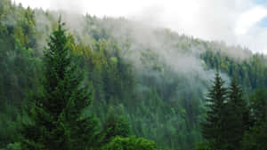 Fondo de bosque — Bosque Fondos de pantalla